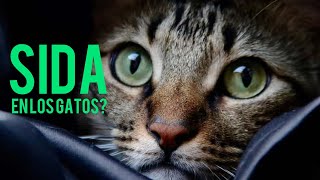 Los GATOS tiene SIDA [upl. by Attennot973]