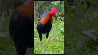 Albany DVH ampSons Farm roosters chicken sabong gamefowlbreed [upl. by Nalyd193]