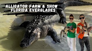 FLORIDA EVERGLADES Alligator Show and Farm  Alligator Farm in Florida alligators everglades [upl. by Ffilc]