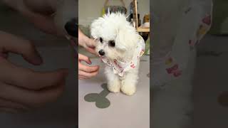 My little dog can dress itself  asmr trending doglover trending cute cutedog [upl. by Okir]