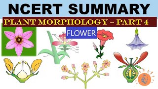 Plant Morphology  NCERT 4  Flower  Types of Flower  Dr Ghanshyam Jangid [upl. by Weinstock614]