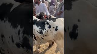 Lahore Cattle Mandi ❤️‍🔥 cow cattlemarket bull cowmandi2023karachi [upl. by Jezabella]