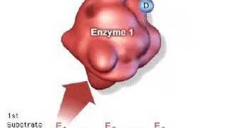 Cellular Metabolism Pathways amp Feedback [upl. by Aknayirp]