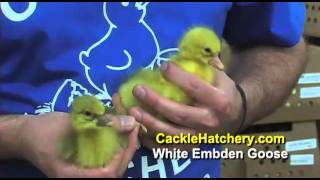 White Embden Goose Breed  Baby Geese  Cackle Hatchery [upl. by Santoro892]