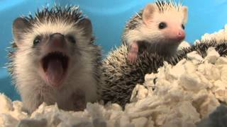 Baby Hedgehog Yawns HD Original [upl. by Eceirehs905]