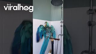 Parrot Sings in the Shower  ViralHog [upl. by Fruma]