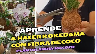 APRENDE A HACER KOKEDAMAS CON FIBRA DE COCO 🥥 [upl. by Ireland]