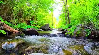 Good sleep river sounds and bird voices study work healing meditation relaxation ASMR [upl. by Magena]