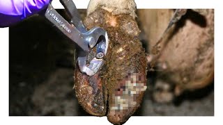 Cow Hoof Care Cutting Screwing with Nails Trimming Explained [upl. by Nyloj576]