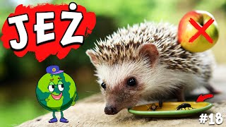 Jak wygląda życie jeża Jesień 🦔 Film edukacyjny dla dzieci 🦔 [upl. by Amick667]