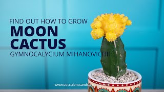 Learn how to properly care for Gymnocalycium mihanovichii quotMoon Cactusquot [upl. by Tonneson]