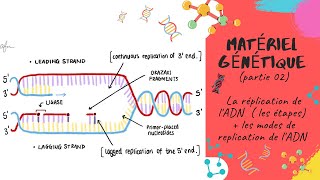 Le matériel génétique🔔 partie 02  La réplication de LADN  📣📣EXPLICATION L2 Génétique SNV [upl. by Uund12]