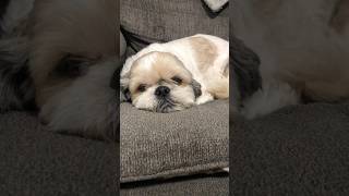 gizmo gets cozy with pillow on the couch shihtzu toocute cutedogvideos adorabledogs [upl. by Harrat]