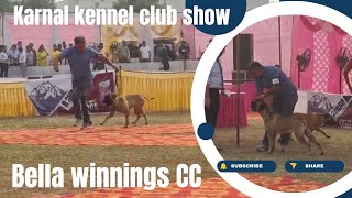 karnal kennel club dog show Bella training and winning CC [upl. by Irra]