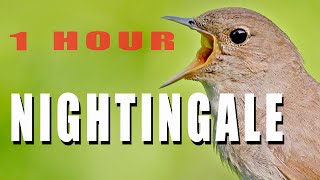 NIGHTINGALE SINGING 1 hour bird sounds [upl. by Guthrey]