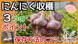 にんにくの収穫時期を見極める♪３つのポイントと保存方法のコツ【にんにく栽培】 [upl. by Nnylyma]