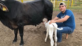 COMO AMAMANTAR UN BECERRO TERNERO RECIÉN NACIDO🐮EL FERCHO [upl. by Kaylyn73]