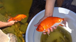 Transporting Abused GOLDFISH To There DREAM HOME [upl. by Allemaj]