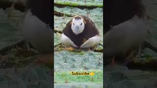 nature birds wildlife birdlist birdsegg wildanimals shorts viralvideo [upl. by Hallsy25]