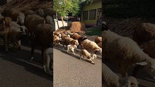 Sheep farm in the village sheep farm village shorts [upl. by Ymled]