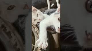 Chunkers and Callie kittenscute funny [upl. by Otho]