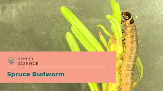 Slowing Down the Spruce Budworm [upl. by Outhe]