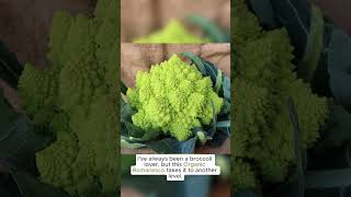 Organic Romanesco Broccoli Seeds Brassica oleracea var italica Romanesco – Beautiful Spiral Heads [upl. by Ennagroeg]