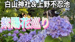 紫陽花巡り。白山神社amp上野不忍池。 [upl. by Moffit]