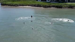 Drone Footage of Dolphin Playing with Photographer [upl. by Sly]