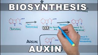 Biosynthesis of Auxin [upl. by Alyt]