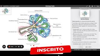 Aula  Histologia das Glândulas Salivares Histology Guide  parte 12 [upl. by Azer]