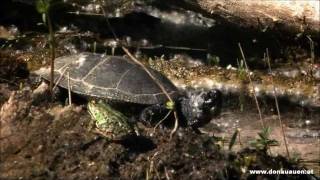 Europäische Sumpfschildkröte im Nationalpark DonauAuen  Emys orbicularis [upl. by Birch946]