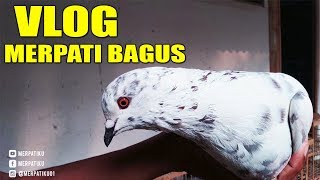 MEMILIH BURUNG MERPATI YANG BAGUS MERPATIKU [upl. by Ike643]