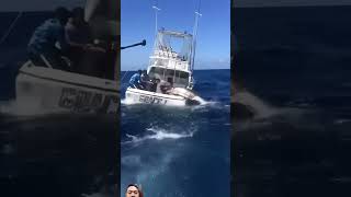 Blue marlin😲😱shorts viralvideo bluemarlin [upl. by Niahs]