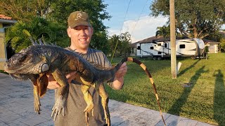 Iguana Catch and Cook  LIZARD CURRY Hunting Invasive Iguanas in Florida [upl. by Sudbury]