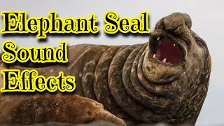 Elephant Seal Sound Effects [upl. by Strickland]