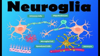 Neuroglia [upl. by Venetia]