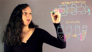 Explain the Difference Between Ultrafiltration amp Osmosis  Chemistry Rundown [upl. by Bigner329]