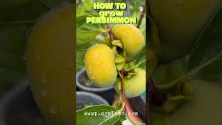 How to grow persimmon fruit fun gardening persimmon [upl. by Marlen]