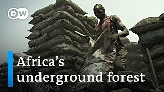 Africas underground forest  Global Ideas [upl. by Yelrihs]