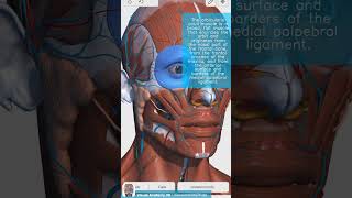 Visual Anatomy 3D  Facts about the orbicularis oculi muscle [upl. by Esdnil]