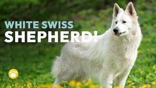 White Swiss Shepherd Dog Temperament Berger Blanc Suisse [upl. by Marylou]