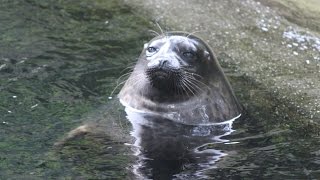 Ringelrobben  Ringed seals  Burgers Zoo [upl. by Devaj]