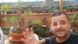 Como crear un BONSAI LIGUSTRINA tu mismo 😱 How to create a LIGUSTRINA BONSAI yourself yourself [upl. by Yatnuahs486]