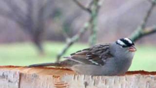 Bruant Ã Couronne Blanche oiseau [upl. by Amorette583]