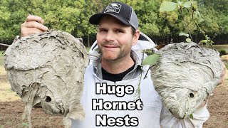 End Of The Life Cycle  I Discovered Why Hornet Nests Die  Removing Wasp Nests Mousetrap Monday [upl. by Etnahsal]