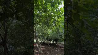 Wrightia tinctoria a medicinal tree of India tree medicinal nature botanicalgarden odisha [upl. by Ahsimek]