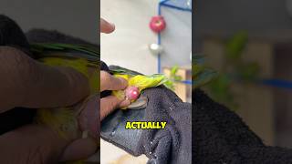 Squeezing a Parrot’s Belly to Save Its Life 😯 [upl. by Namyac]