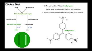 DNAse Test  Theory amp Results [upl. by Garber]