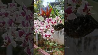 Phalaenopsis orchid gardening orchidsgarden orchidgarden plants garden [upl. by Jc]